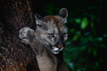 Naklejka premium Portrait of Beautiful Puma in wildlife. Cougar, mountain lion, puma, panther. 