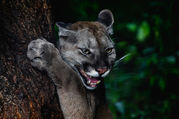Portrait of Beautiful Puma in wildlife. Cougar, mountain lion, puma, panther. 