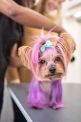 A yorkshire terrier dog with pink and purple hair