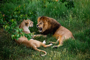 Animals family. Lioness in wildlife