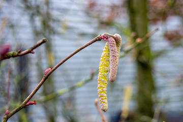 A small hazel branch showing large yellow and pink male catkins and tiny bright pink female flowers