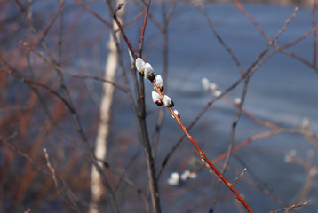 Willow twig with gray fluffy buds in early spring in the Park. Selective focus. Beautiful spring landscape.