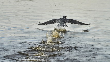 Obraz premium starting cormorant with water splashes from behind