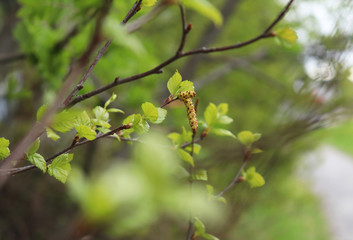Obraz premium Birch branches with young green leaves and dangling catkins in the spring. Selective focus.