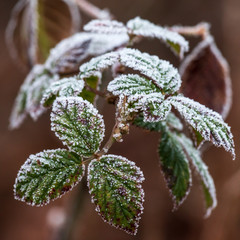 Frostige Brombeerblätter