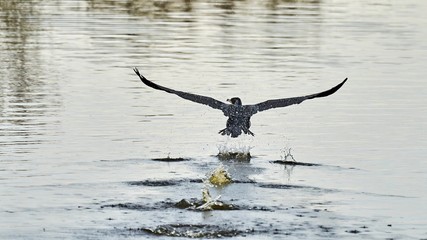 starting cormorant with water splashes from behind