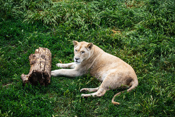 Dangerous Lions fight in safari wildlife