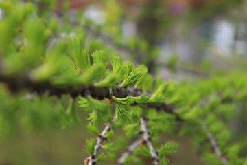 Close-up of a larch trunk with new young green needles-leaves. Selective focus on needles. Spring awakening of nature.