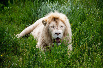 Angry White Lion in Safari