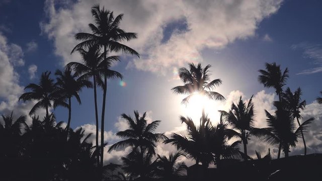 Coconut palm trees against blue tropical sky with clouds. Summer holiday.
