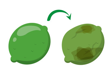 Rotten green lime and fresh citrus. Food waste
