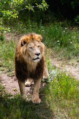 Portrait of dangerous Lion in wildlife. Hunting in the woods