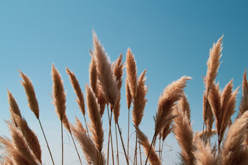 Reed against the blue sky, copy paste, closeup, background.