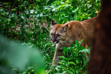 Fototapeta na wymiar Portrait of Beautiful Puma in wildlife. Cougar, mountain lion, puma, panther.