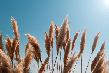 Reed against the blue sky, copy paste, closeup, background, the lights of a sun. - obrazy, fototapety, plakaty