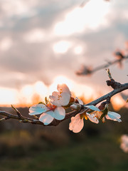 Almond Flower