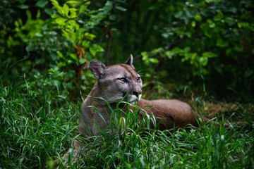 Naklejka premium Portrait of Beautiful Puma in wildlife. Cougar, mountain lion, puma, panther.