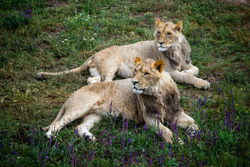 Animals family. Lioness in wildlife