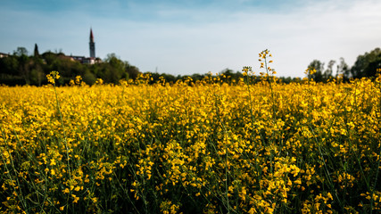 Fields of colza in front of an italian village