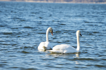 Fototapeta premium White swans swimming in the river, photo, love symbol