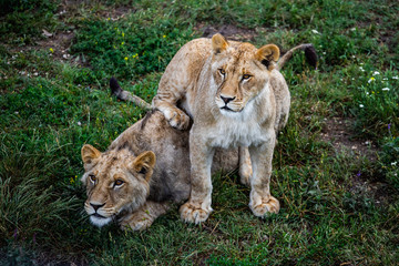 Lion and lioness in wildlife. Animals family