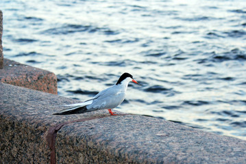 Beautiful bird on the street, bird