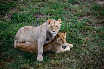 Lion and lioness in wildlife. Animals family
