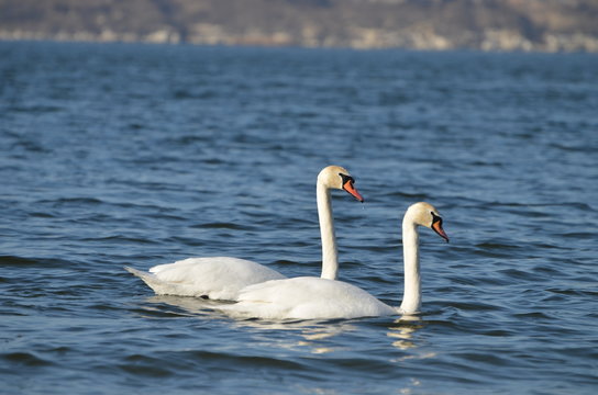 White swans swimming in the river, photo, love symbol