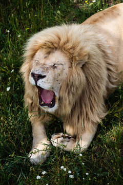 Angry White Lion in Safari