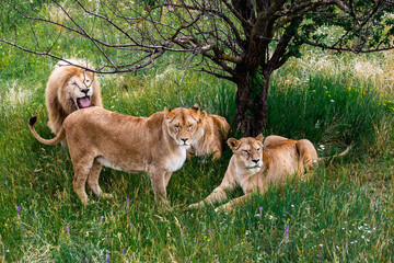 Animals family. Lioness in wildlife. Safari