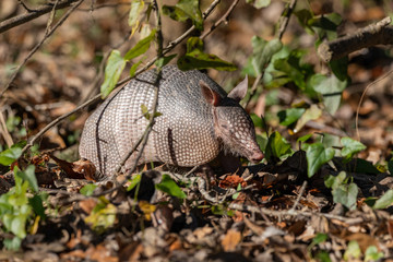 Nine-banded Armadillo Looking for a Meal
