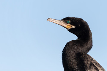 Neotropical Cormorant Profile Photo