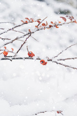 Winter wonderland