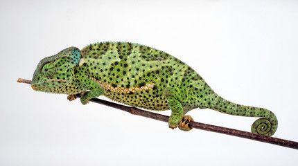 Flapneck Chameleon / Lappenchamäleon (Chamaeleo dilepis petersii) - Südafrikanisches Lappenchamäleon © bennytrapp