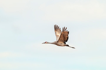 Sandhill Crane Antigone canadensis in Flight
