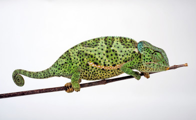 Flapneck Chameleon / Lappenchamäleon (Chamaeleo dilepis petersii) - Südafrikanisches Lappenchamäleon © bennytrapp
