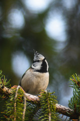 Cincia dal ciuffo (Parus cristatus), ritratto su ramo di abete