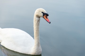 Fototapeta na wymiar The Mute swan in lake 