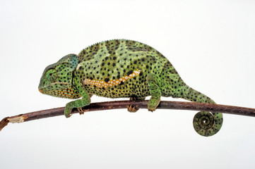 Flapneck Chameleon / Lappenchamäleon (Chamaeleo dilepis petersii) - Südafrikanisches Lappenchamäleon © bennytrapp