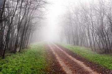 View of tree lined track shrouded in deep fog in the countryside on a cold winter morning