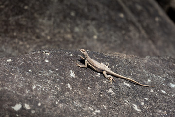 Lizard warms itself on a large stone, sunny day.