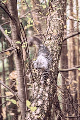Strunende norwegische Waldkatze