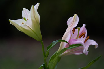 Detail of Lilium japonicum flower. Known as Bamboo Lily. White and pink lily flower on blurry background.