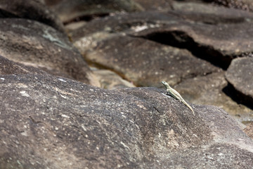 Lizard basking in the sun on a stone, sunny day, copy paste.