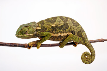 Flapneck Chameleon / Lappenchamäleon (Chamaeleo dilepis petersii) - Südafrikanisches Lappenchamäleon © bennytrapp