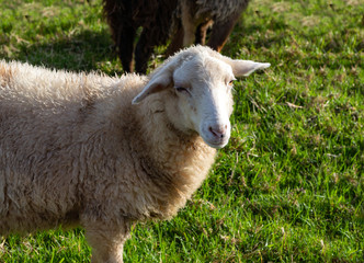 Sheep in nature on meadow.