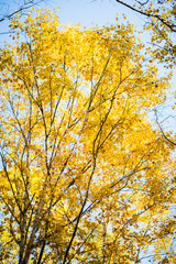 Cottonwood tree branches with beautiful golden leaves. Selective focus.