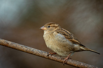 sparrow on a branch