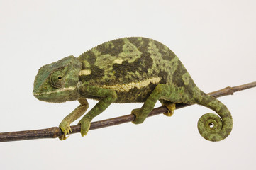 Flapneck Chameleon / Lappenchamäleon (Chamaeleo dilepis petersii) - Südafrikanisches Lappenchamäleon © bennytrapp