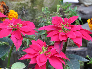 Beautiful big flowers in the garden